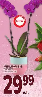 Metro PREMIUM ORCHIDS offer