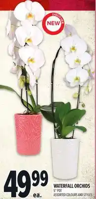 Metro WATERFALL ORCHIDS offer