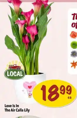 Farm Boy Love Is In The Air Calla Lily offer