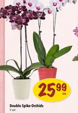 Farm Boy Double Spike Orchids offer