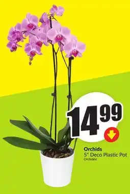 FreshCo Orchids 5 Deco Plastic Pot offer