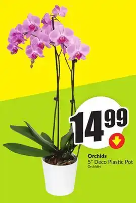 FreshCo Orchids 5 Deco Plastic Pot offer