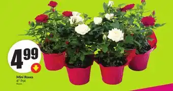 FreshCo Mini Roses 4 Pot offer