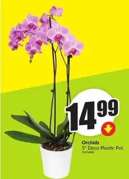 Chalo FreshCo Orchids 5 Deco Plastic Pot offer