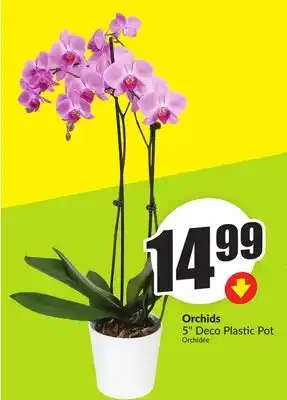 Chalo FreshCo Orchids 5 Deco Plastic Pot offer