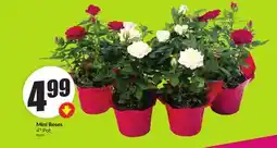 Chalo FreshCo Mini Roses 4 Pot offer