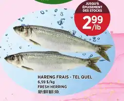 Kim Phat FRESH HERRING offer