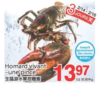 T&T Supermarket HOMARD VIVANT UNE PINCE offer