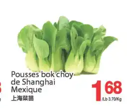 T&T Supermarket POUSSES BOK CHOY DE SHANGHAI MEXIQUE offer