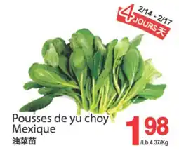 T&T Supermarket POUSSES DE YU CHOY MEXIQUE offer