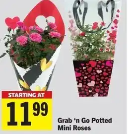 Co-op Atlantic Grab 'n Go Potted Mini Roses offer