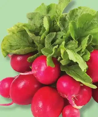 IGA RED LEAF RADISHES offer