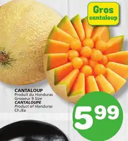 Marches Tradition CANTALOUPE offer