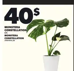 Provigo MONSTERA CONSTELLATION CH offer