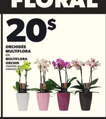 Provigo ORCHIDÉE MULTIFLORA CH offer