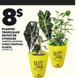 Provigo PLANTES TROPICALES EN POT DE 4 POUCES offer