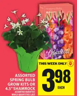 Food Basics ASSORTED SPRING BULB GROW KITS OR 4.5 SHAMROCK offer