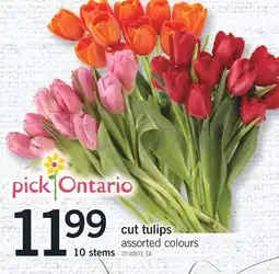 Fortinos CUT TULIPS, 10 stems offer