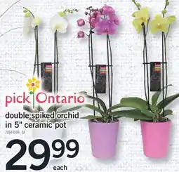 Fortinos ORCHID DOUBLE SPIKED ORCHID IN 5 CERAMIC POT offer