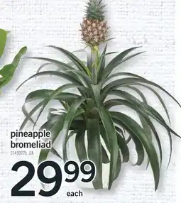 Fortinos PINEAPPLE BROMELIAD offer