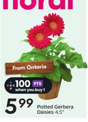 Sobeys Potted Gerbera Daisies offer