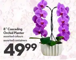 Longo's Cascading Orchid Planter offer