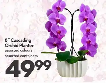 Longo's Cascading Orchid Planter offer