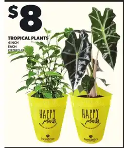 Loblaws TROPICAL PLANTS, 4 INCH offer