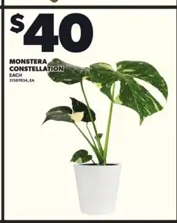 Loblaws MONSTERA CONSTELLATION offer