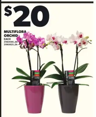 Loblaws MULTIFLORA ORCHID, EACH offer