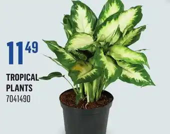 Canac Tropical Plants offer