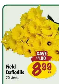 Farm Boy Field Daffodils offer