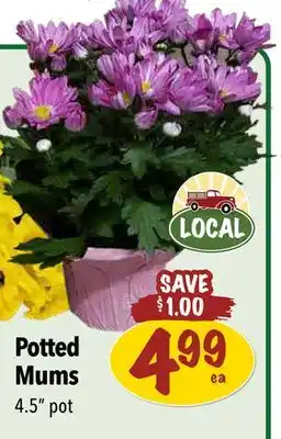 Farm Boy Potted Mums offer