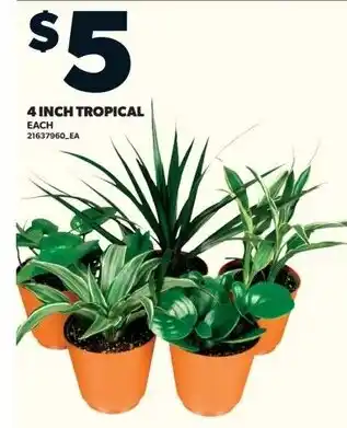 Loblaws 4 inch tropical offer