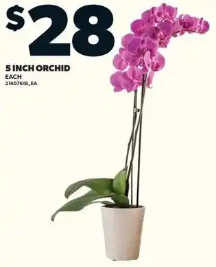 Loblaws 5 inch orchid offer