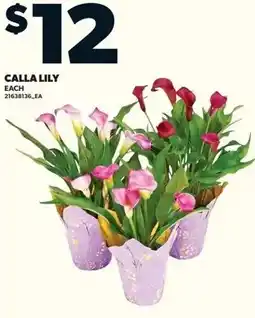 Loblaws Calla lily offer