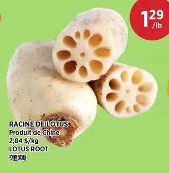 Kim Phat LOTUS ROOT offer