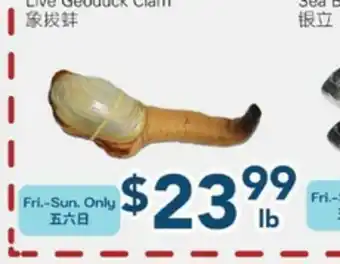 Oceans Fresh Food Market Live Geoduck Clam offer