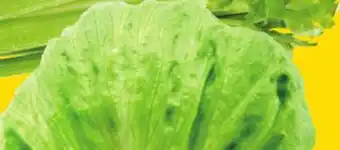 Giant Tiger Iceberg Lettuce offer