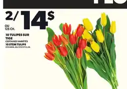 Provigo 10 TULIPES SUR TIGE offer