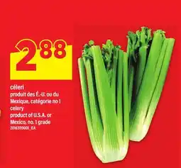 Maxi CÉLERI | CELERY offer