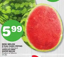 Marches Tradition SEEDLESS MINI WATER MELON offer