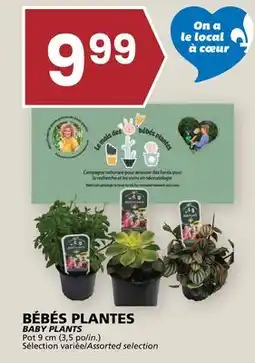 Rachelle-Bery Grocery BABY PLANTS offer