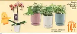 Jean Coutu Selected plants offer