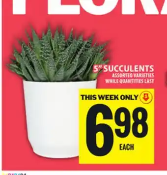 Food Basics 5 SUCCULENTS offer