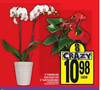 Food Basics 5 PREMIUM ORCHIDS OR 5 ANTHURIUMS offer