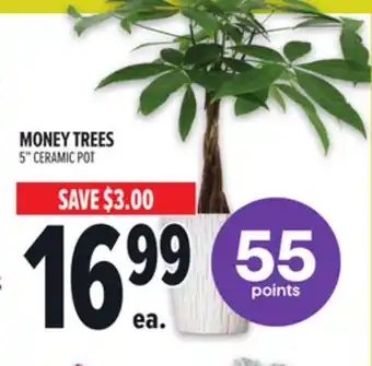 Metro MONEY TREES offer