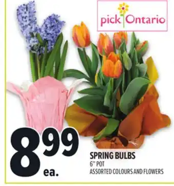 Metro SPRING BULBS offer