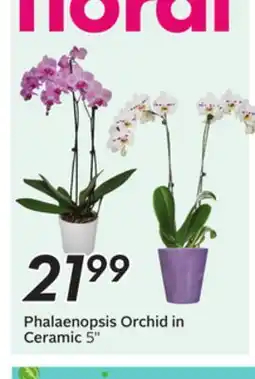 Sobeys Phalaenopsis Orchid in offer