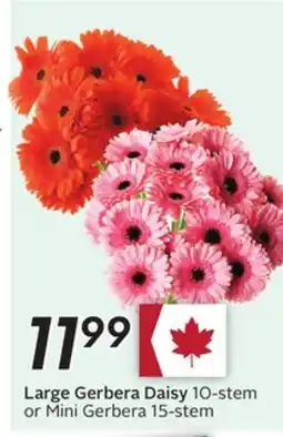 Sobeys Large Gerbera Daisy offer